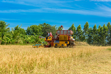 Combine harvester in action on rice field. Harvesting is the process of gathering a ripe crop