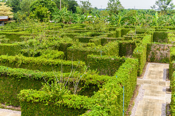 Garden Decoration is a maze with Green leaves wall fence with concrete