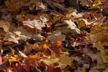 Many leaves on the ground