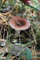 Mushroom in the autumn forest