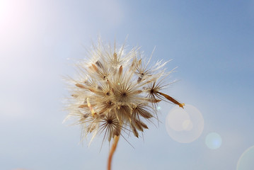 Dandelion flower as background