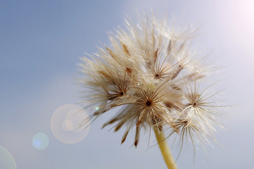 Dandelion flower as background