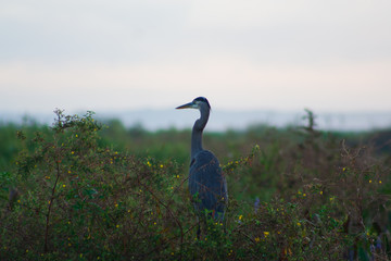 Blue Heron