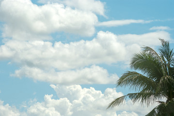 Fototapeta na wymiar coconut tree on the blue sky