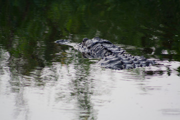 Alligator