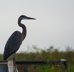Blue Heron