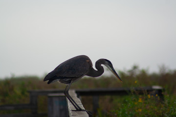 Blue Heron