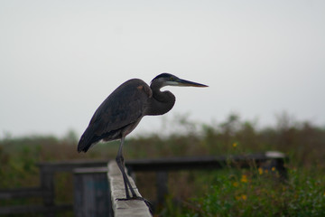 Blue Heron