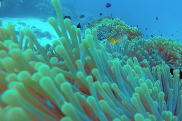 Fototapeta na wymiar Fish Peeking Out from some Plants on a Reef