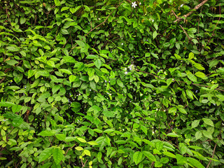 green leaf background