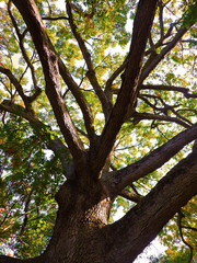 Fototapeta premium old oak tree