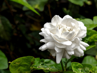 close up Jasmine (Other names are Jasminum, Melati, Jessamine, Oleaceae)
