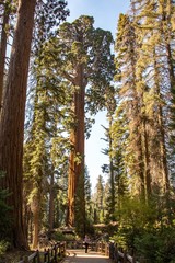 Un sequoia en mi camino