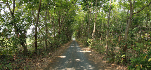 panorama of forest road