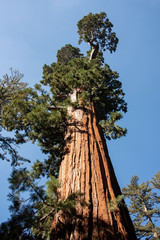 Una vista de un Sequoia