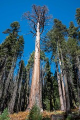 Un sequoia seco
