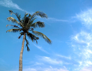 Obraz premium coconut tree on the blue sky