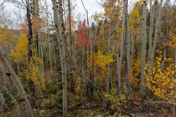 Autumn forrest scene colorado usa