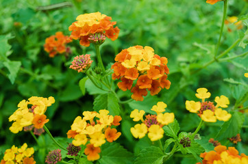 orange flowers surrounded by green leaves, contrast of orange and green colors