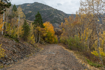 Fototapeta na wymiar Mountain road in the fall, autumn aspens
