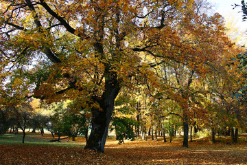 Indian summer and old maple./In the park bright foliage decorates all trees and the earth under them.