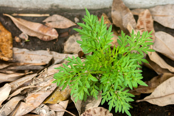 A small tree growing