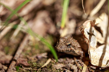 Blanchards cricket frog on out of focus background