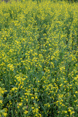 Obraz premium Canola flowers.