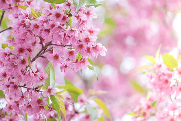 Pink sakura flower bloom in spring season. Vintage sweet cherry blossom soft tone texture background.