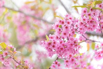 Pink sakura flower bloom in spring season. Vintage sweet cherry blossom soft tone texture background.