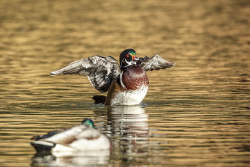 Wood duck on water flapping wings.