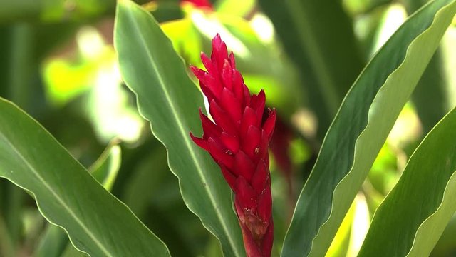 Close up shot of a Red Shell Ginger plant gently blowing in the wind
