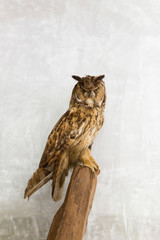 Stuffed owl on wooden display