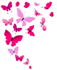 beautiful pink butterflies, isolated  on a white