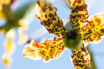 Grammatophyllum speciosum, also called giant orchid, tiger orchid, sugar cane orchid or queen of the orchids.