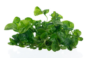 Fresh Watercress  on white background