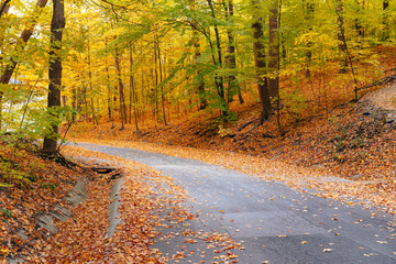 Road through autumn colors