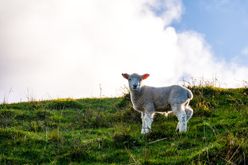 sheep grazing on the green farm. Fresh sunny with a warm light day. A sheep staring at the...