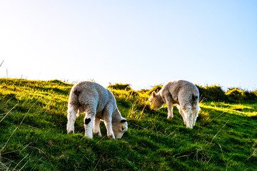 Obraz na płótnie Canvas sheep grazing on the green farm. Fresh sunny with a warm light day.