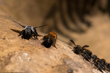 Bees eating salt lick on the salty rock in nature