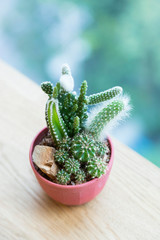 Small Cactus pot for decoration