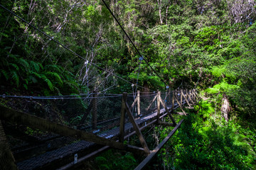The wooden swing bridge in the green nature.