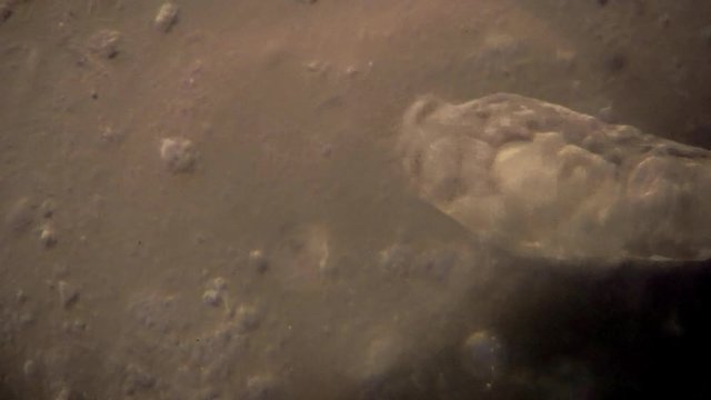 Microscopic rotifers feed and move about.