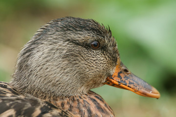 A head shot of a pretty female Mallard Duck (Anas platyrhynchos) sitting on the bank of a lake.
