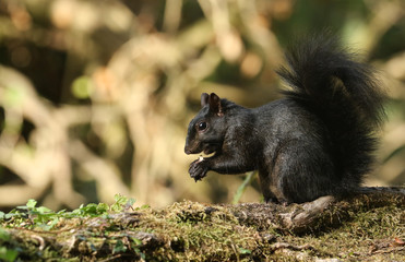 A rare cute Black Squirrel (Scirius carolinensis) eating a nut sitting on a fallen tree in woodland.