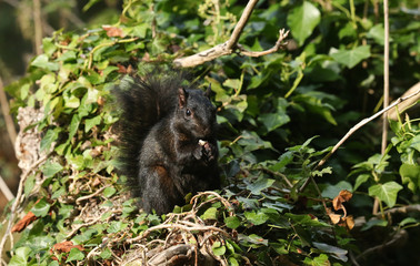 A rare cute Black Squirrel (Scirius carolinensis) eating a nut sitting on a log in woodland.