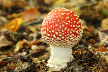A beautiful Fly agaric fungus (Amanita muscaria) growing in a forest.
