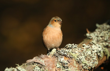 A beautiful Chaffinch (Fringilla coelebs) perching on a branch of a tree in the Abernathy forest in the highlands of Scotland.  