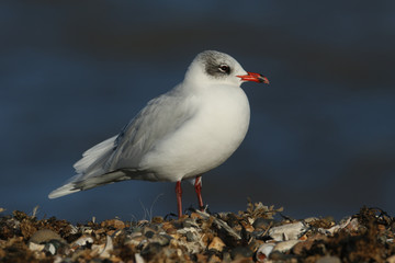 A stunning Mediterranean Gull (Larus melanocephalus) standing on a pebbled beach looking around for food in the UK.	