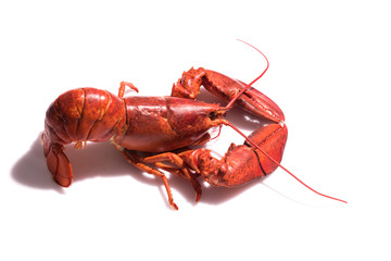 Lobster on white background with copy space
